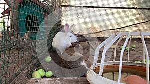 Three domestic furry white and grey farm rabbits bunny sleeping in cage at animal farm. Livestock food animals growing