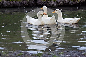 Three domestic white ducks swim in a lake with bright orange beaks on a summer day with feathers on the water