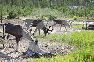 Three domesticated reindeer graze in the taiga near human habitation