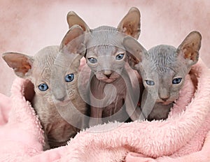 Three Don Sphinx kitties in a bed photo