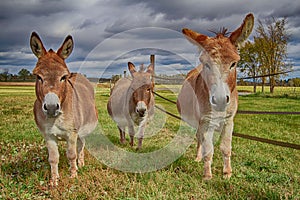 Three Donkey`s in a field