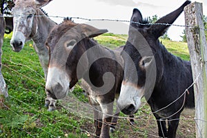 Three donkeys behind the fence. Donkeys at countyside. Farm concept. Animals concept. Pasture background. photo