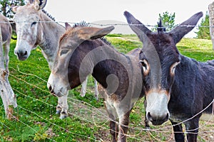 Three donkeys behind the fence. Donkeys at countyside. Farm concept. Animals concept. Pasture background.