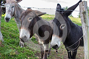 Three donkeys behind the fence. Donkeys at countyside. Farm concept. Animals concept. Pasture background.