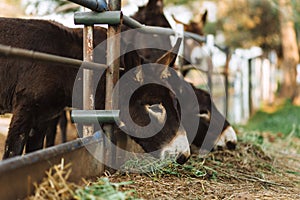 Three donkeys behind the fence. Donkeys at countyside. Farm concept. Animals concept. Pasture background. Cute donkeys looking at