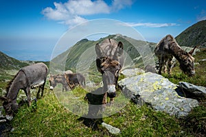 Three donkeys eating grass in the mountains