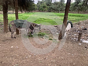 three donkeys at Egyptian countryside