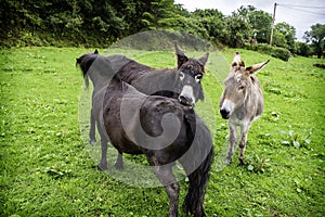 Three donkeys in a field one biting the other