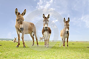 Three donkeys on the meadow