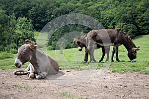 Three donkeys on a meadow