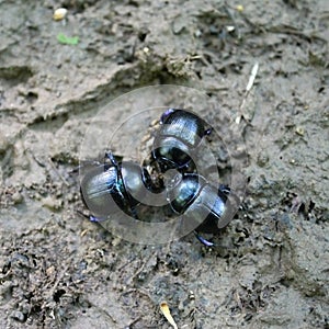 Three dor beetle in the park