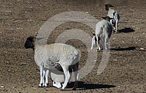 Three Dorper ewes in a camp