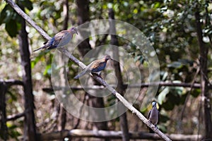 Three doves on a branch