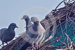 three doves on branch