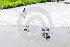 Three doves enjoying a sunbath, taking shower and drinking water in pond. Spring sunny day. Birds background.