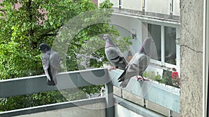 Three doves sitting on reling of balcony