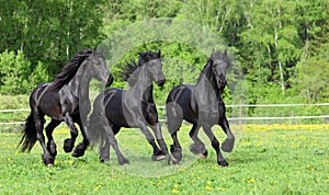 Three Dressage friesian horse portrait in outdoor