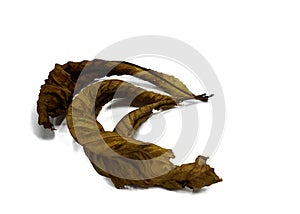 Three dried horsechestnut leaveas isolated on white background photo