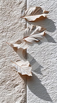 Three Dried Leaves on Textured Surface with Cast Shadows