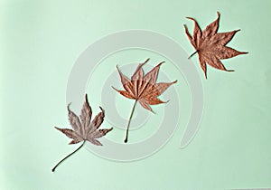 Three dried maple leaves on green background