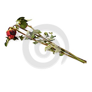 Three dried roses over the white isolated background