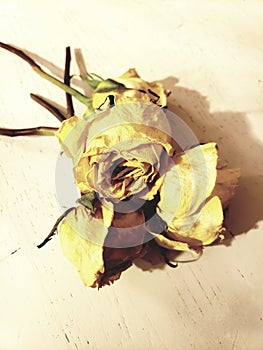 Three dried yellow roses together