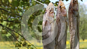 Three dried zander perch hanging on a rope between the trees. Close-up shot. Processing of river fish. World Fisheries Day