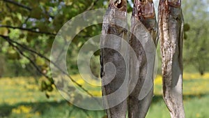 Three dried zander perch hanging on a rope between the trees. Close-up shot. Processing of river fish. World Fisheries Day