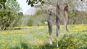 Three dried zander perch hanging on a rope between the trees. Processing of river fish. World Fisheries Day