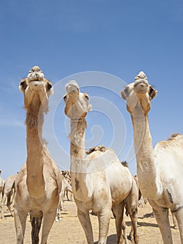 Three dromedary camels