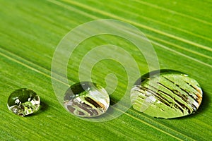 Three droplets on leaf background