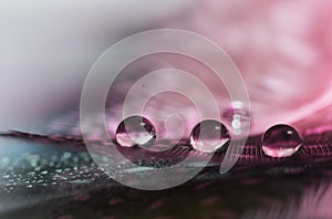 Three drops on feather