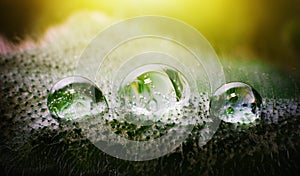 Three drops of fresh water on a plant leaf under yellow sunlight. Macro photo.