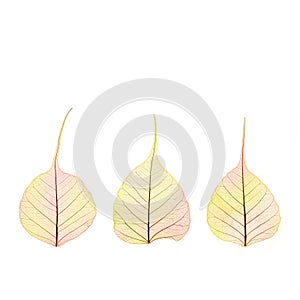 Three dry Autumn color Leaves - cell structure - isolated