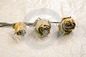 Three dry rose on paper background