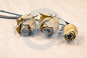 Three dry rose on paper background