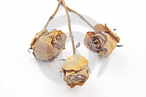 Three dry rose on white background