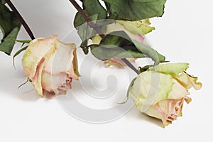 Three dry roses