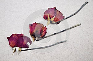 three dry roses