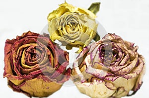 Three dry roses, yellow, orange, pink on white background.
