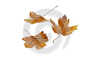 Three dry yellow maple fallen leaves isolated on white. Transparent png additional format