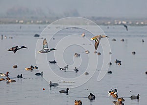 Three Duck in flight