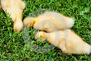 Three duckling looking for food