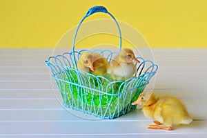 Three Ducklings with an Easter Basket