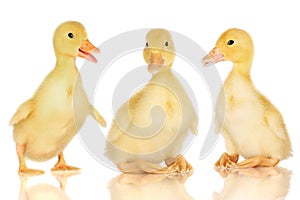 Three ducklings on white