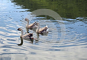 Three ducks