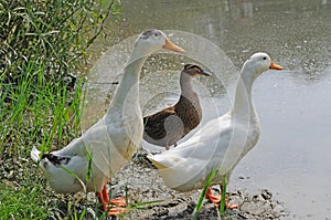 Three ducks