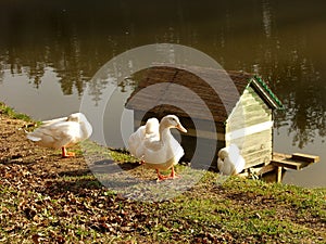 Three Ducks