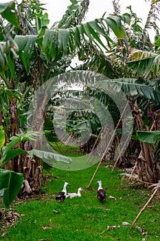 Three ducks amidst a banana plantation.