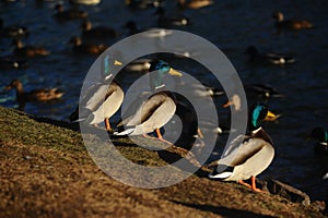 Three ducks on the beach